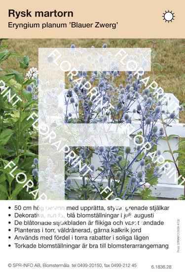 Eryngium planum Blauer Zwerg