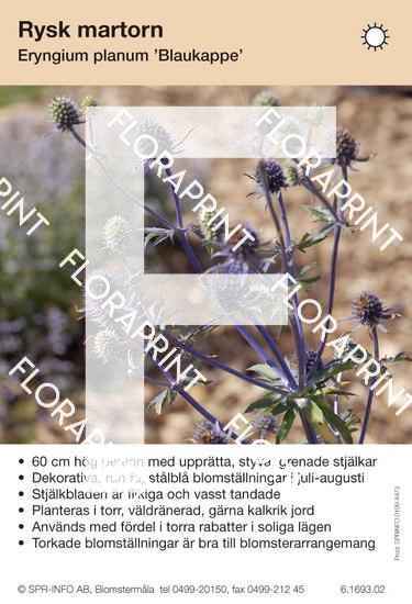 Eryngium planum Blaukappe