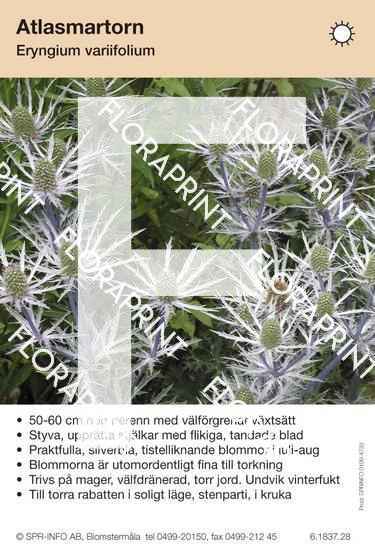 Eryngium variifolium
