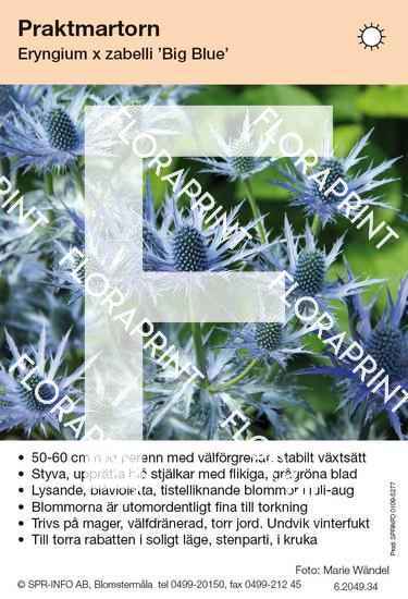 Eryngium zabelli Big Blue