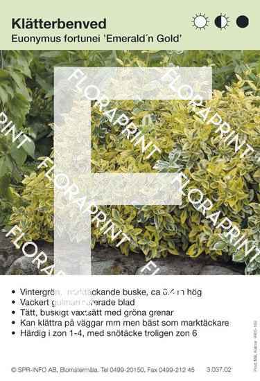 Euonymus fortunei Emerald ´n Gold