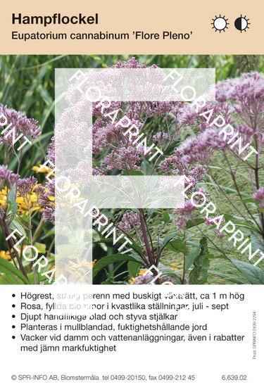 Eupatorium cannabinum Flore Pleno