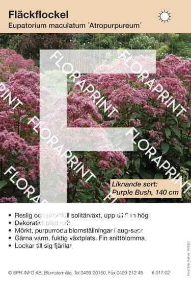 Eupatorium maculatum Atropurpureum