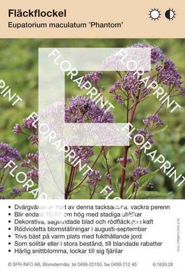 Eupatorium maculatum Phantom