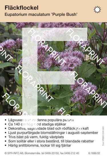Eupatorium maculatum Purple Bush