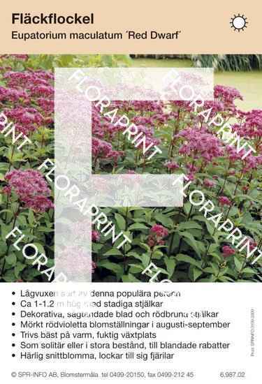 Eupatorium maculatum Red Dwarf