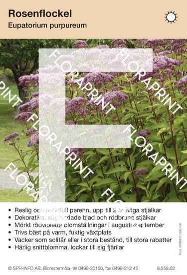 Eupatorium purpureum