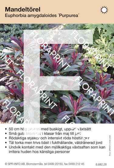 Euphorbia amygdaloides Purpurea