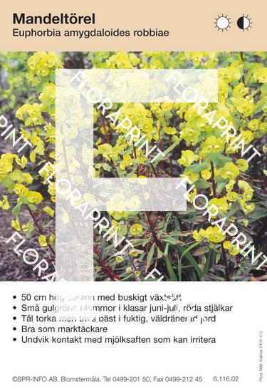 Euphorbia amygdaloides robbiae