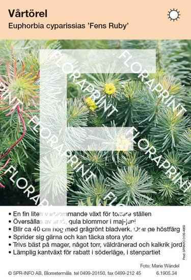 Euphorbia cyparissias Fens Ruby