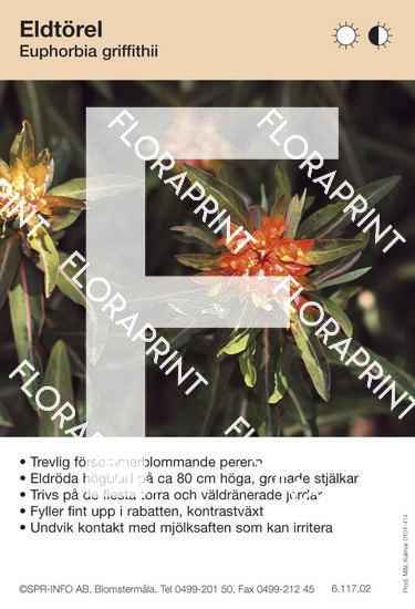 Euphorbia griffithi