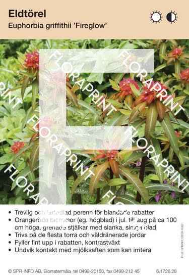 Euphorbia griffithii Fireglow