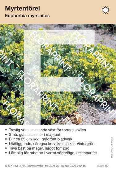 Euphorbia myrsinites