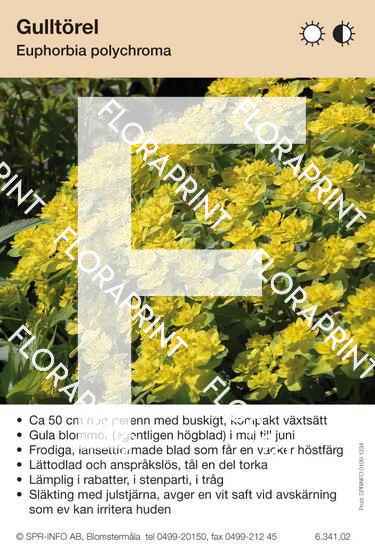 Euphorbia polychroma