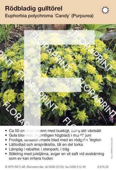 Euphorbia polychroma Candy (fd Purpurea)