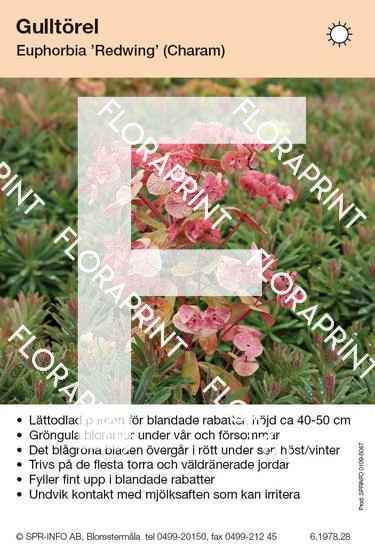 Euphorbia Redwing