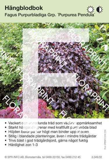 Fagus sylvatica Purpurea Pendula