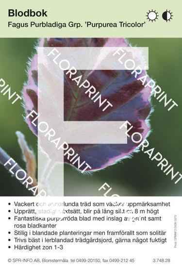 Fagus sylvatica Purpurea Tricolor