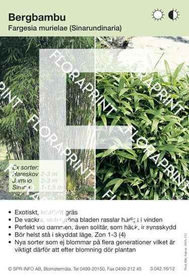 Blomkort s 169-212 (PM).indd Fargesia murielae allmän (sorter:)