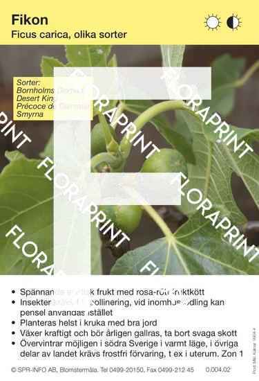 Ficus carica (fikon)