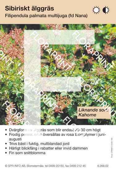 Filipendula palmata multijuga (fd Nana) (sorter:)