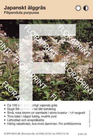 Filipendula purpurea