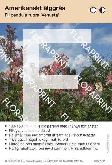 Filipendula rubra Venusta