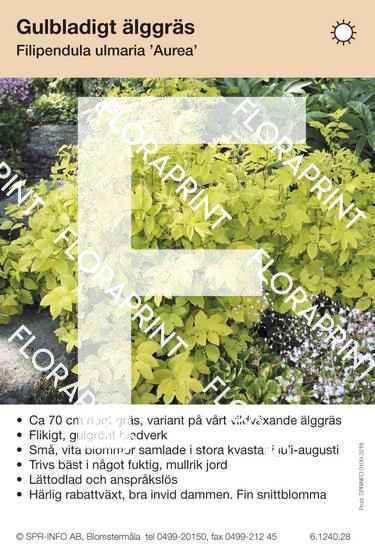 Filipendula ulmaria Aurea