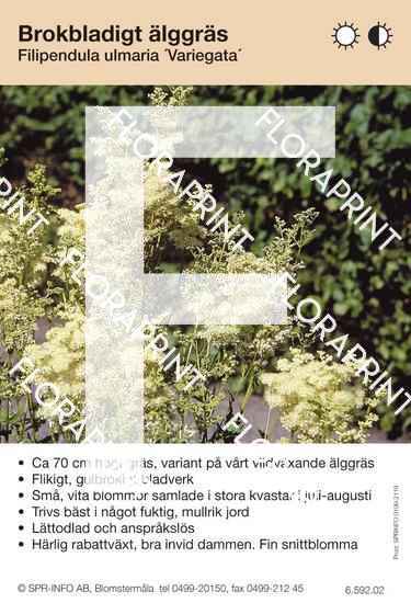 Filipendula ulmaria Variegata