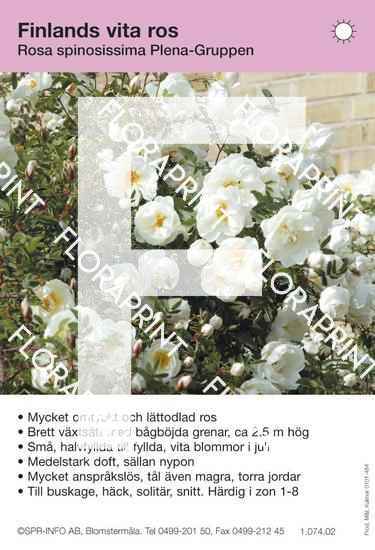 Finlands vita ros (syn Rosa spinosissima Plena)