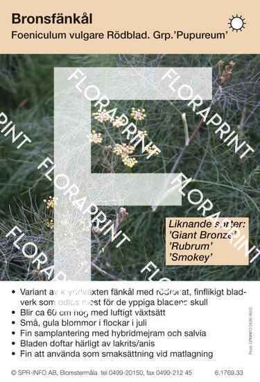 Foeniculum vulgare Purpureum