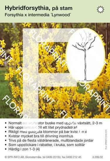 Forsythia intermedia Lynwood stam