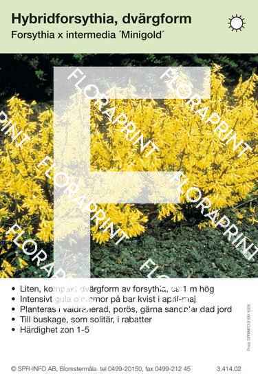 Forsythia ovata Minigold