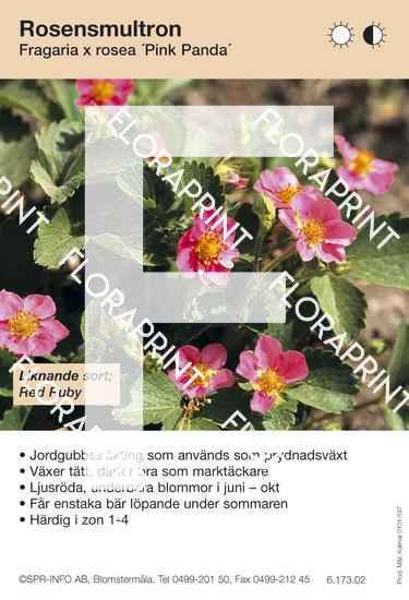 Fragaria rosea Pink Panda