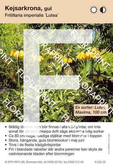 Fritillaria imperialis Lutea (sorter:)