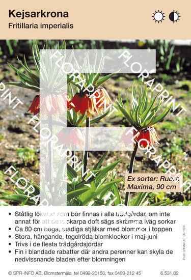 Fritillaria imperialis (sorter:)