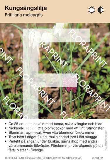Fritillaria meleagris
