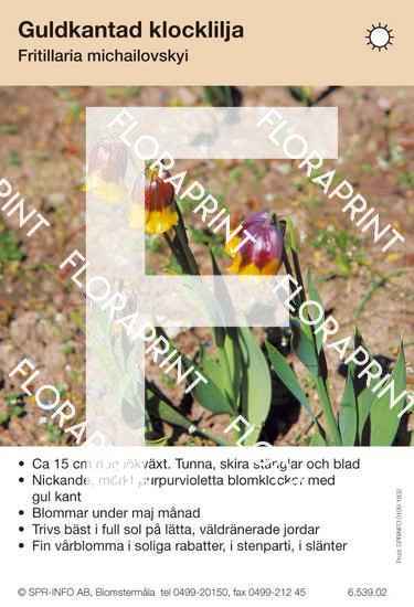 Fritillaria michailovskyi