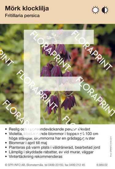 Fritillaria persica