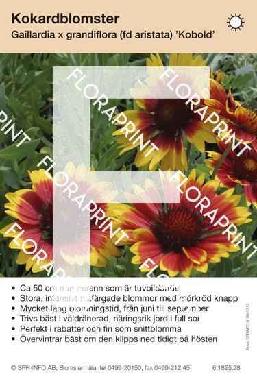 Gaillardia grandiflora (fd aristata) Kobold