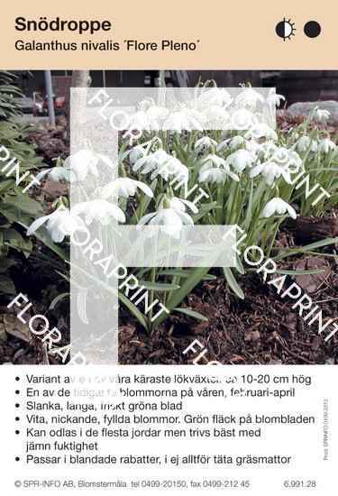 Galanthus nivalis Flore Pleno