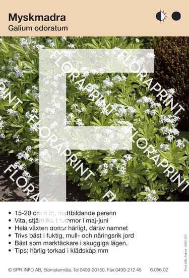 Galium odoratum