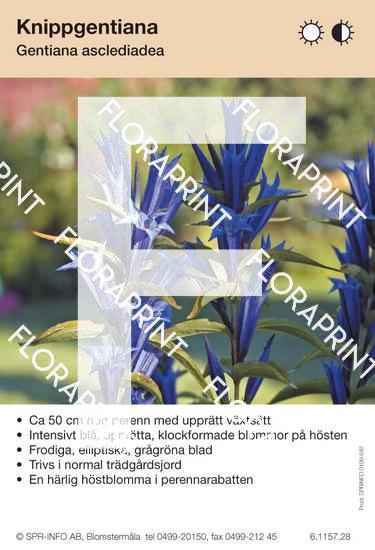 Gentiana asclepiadea