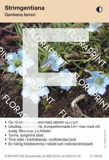 Gentiana farreri