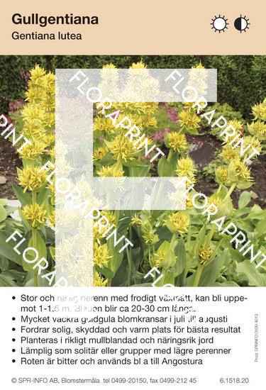 Gentiana lutea
