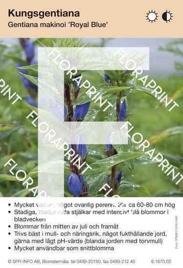Gentiana makinoi Royal Blue
