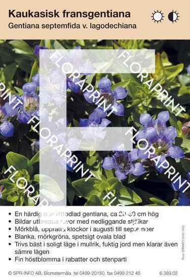 Gentiana septemfida lagodechiana