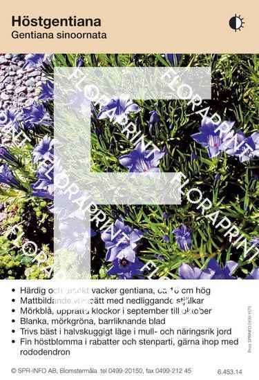 Gentiana sinoornata