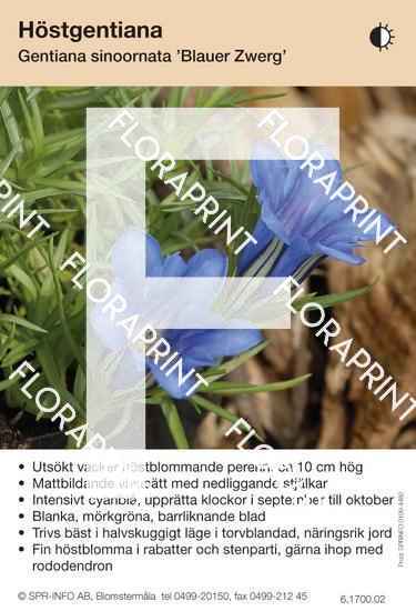 Gentiana sinoornata Blauer Zwerg