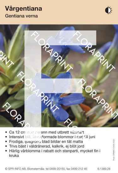 Gentiana verna